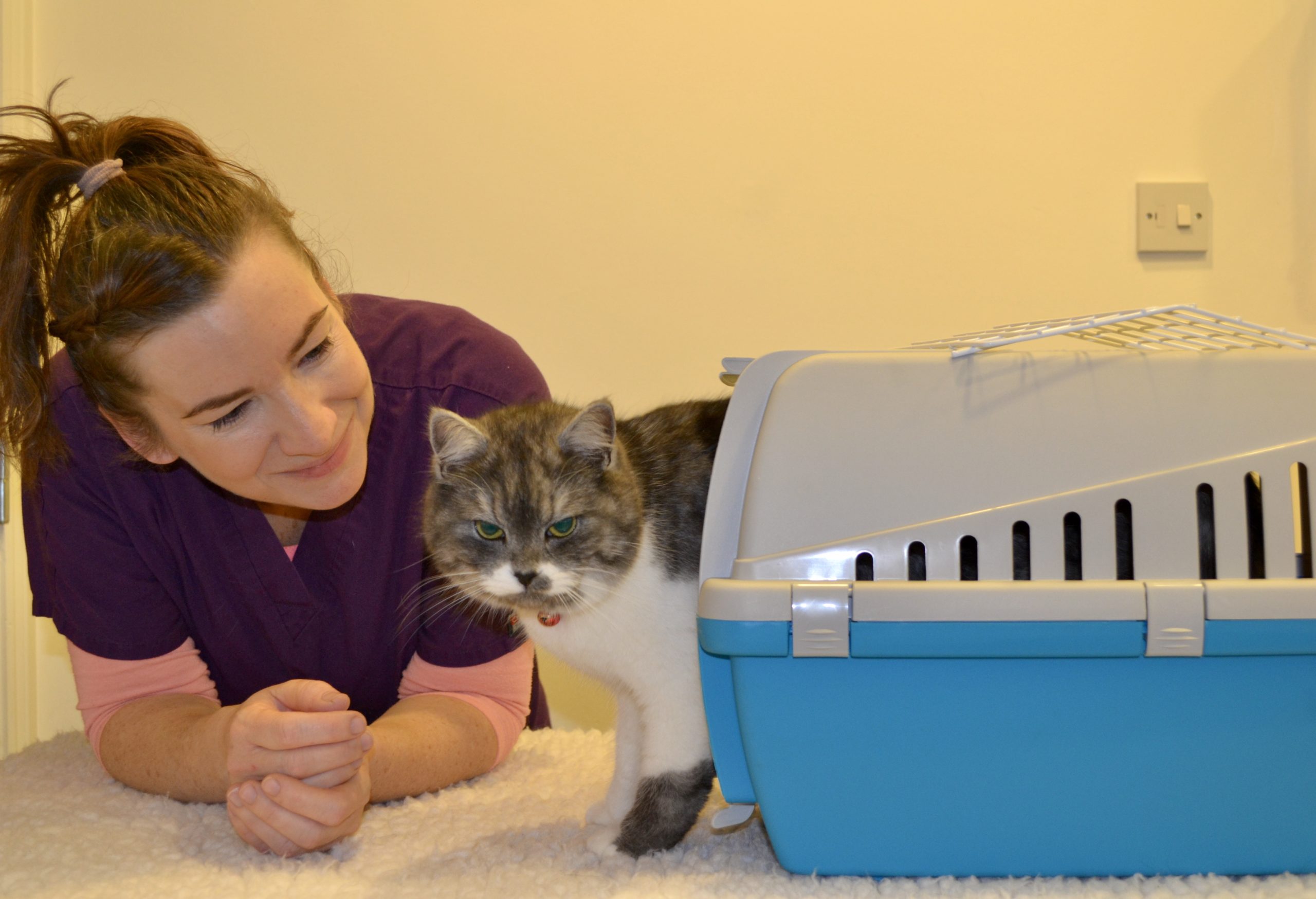 The Purrfect Nurse – Why Cats?